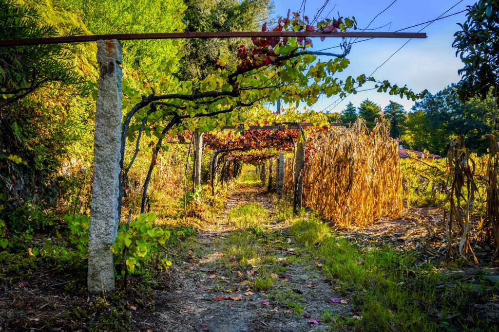 Quinta do Ameal